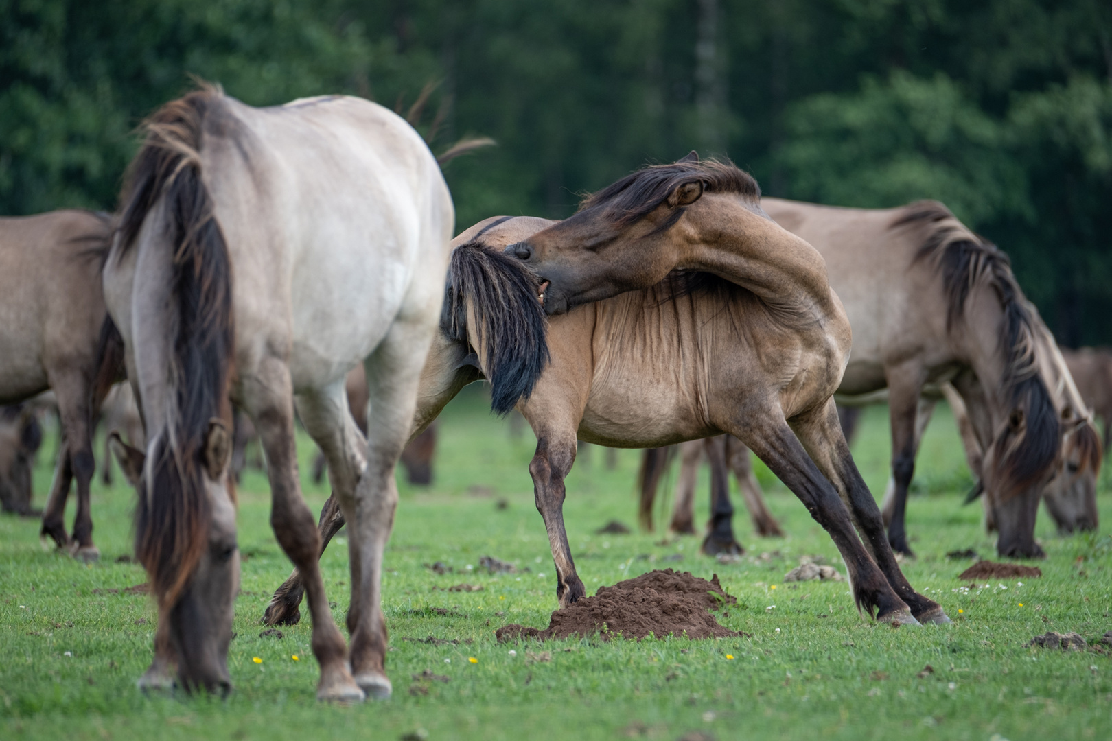 Wildpferde Dülmen