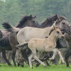 Wildpferde Dülmen - Einlauf (IV)