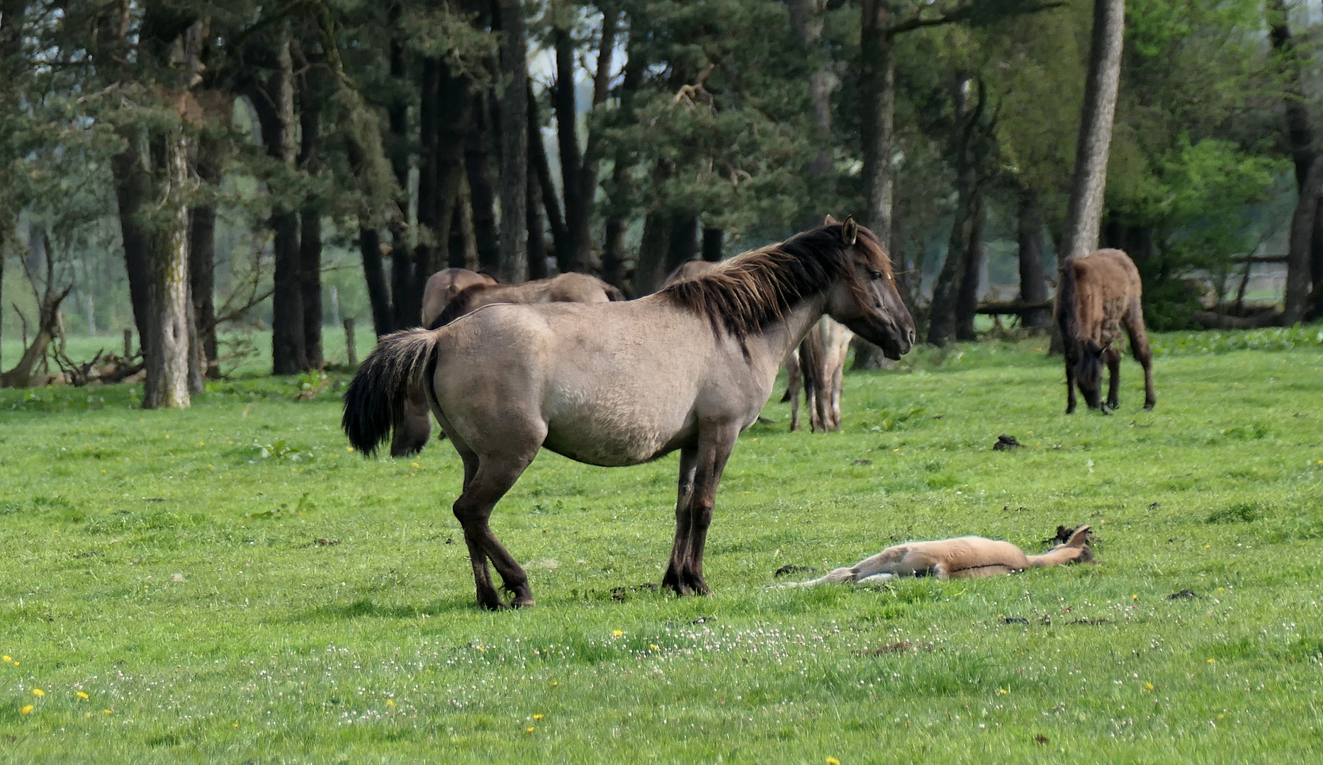 Wildpferde Fohlen