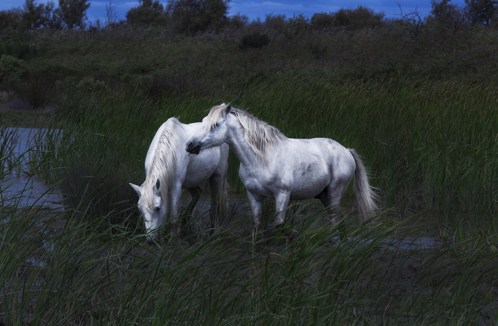 Wildpferde im Abendlicht