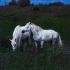 Wildpferde im Abendlicht