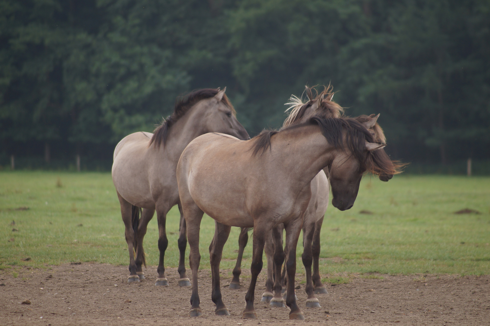 Wildpferde im Anmarsch