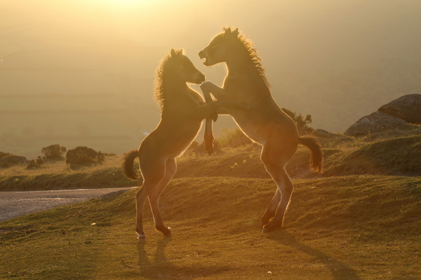 Wildpferde im Dartmoor