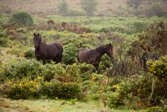 Wildpferde im Dartmoor