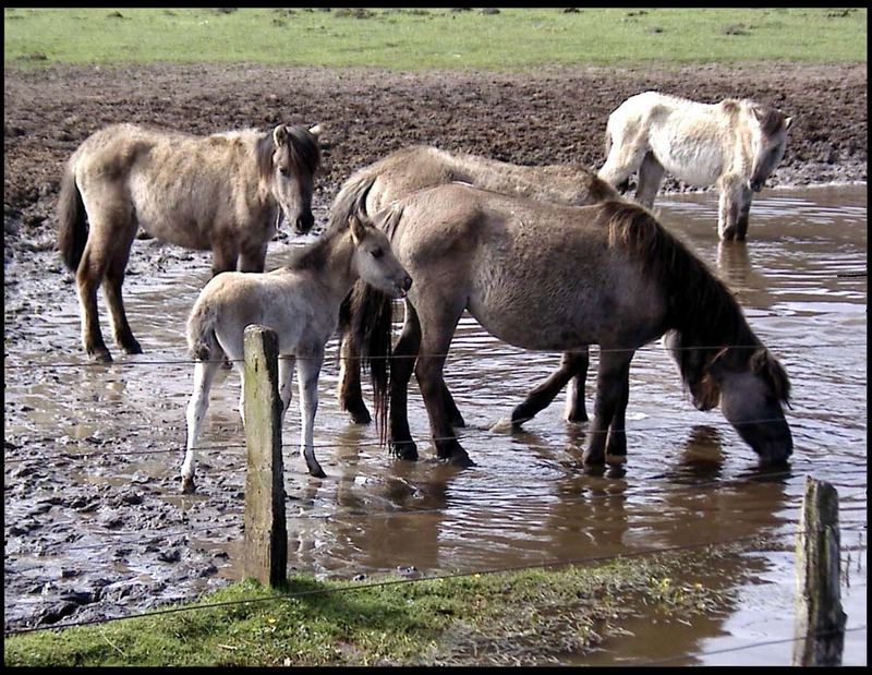 Wildpferde im Dülmener Bruch