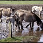 Wildpferde im Dülmener Bruch