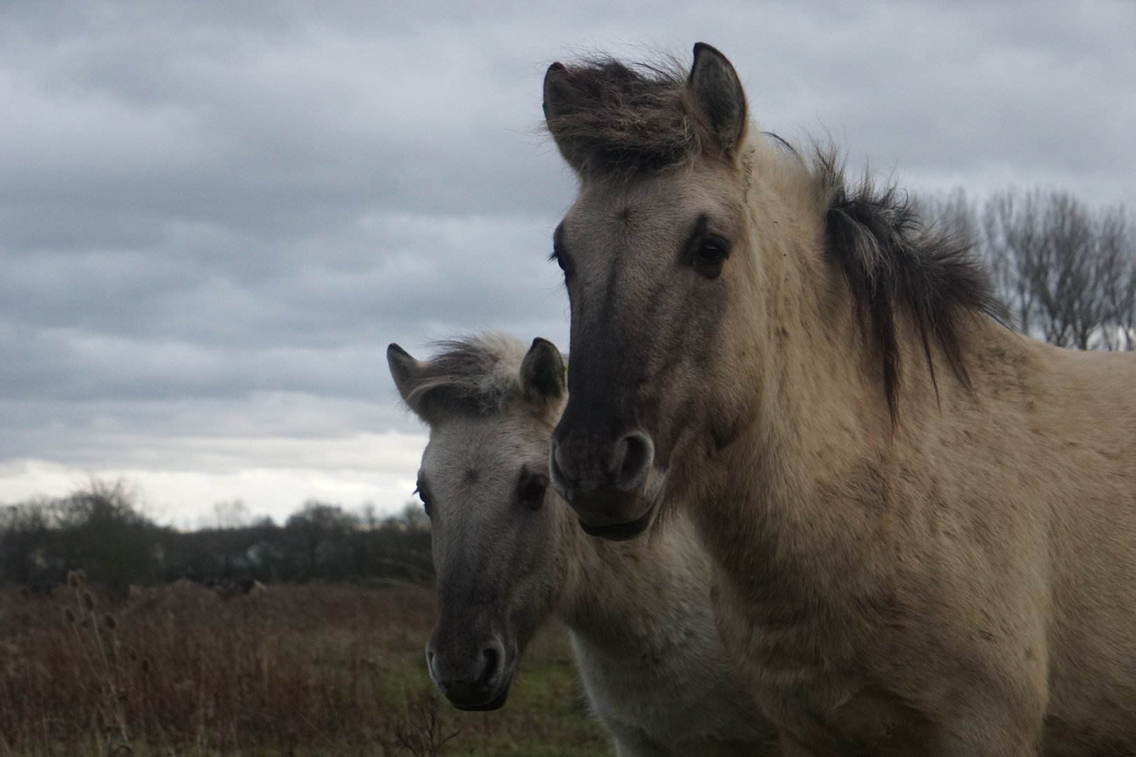 Wildpferde im Herbst 