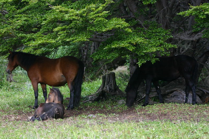 Wildpferde im Lapataia-Nationalpark
