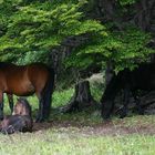 Wildpferde im Lapataia-Nationalpark
