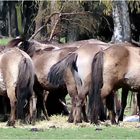 Wildpferde im Merfelder Bruch ....