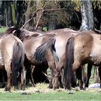 Wildpferde im Merfelder Bruch ....