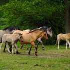 Wildpferde im Merfelder Bruch...