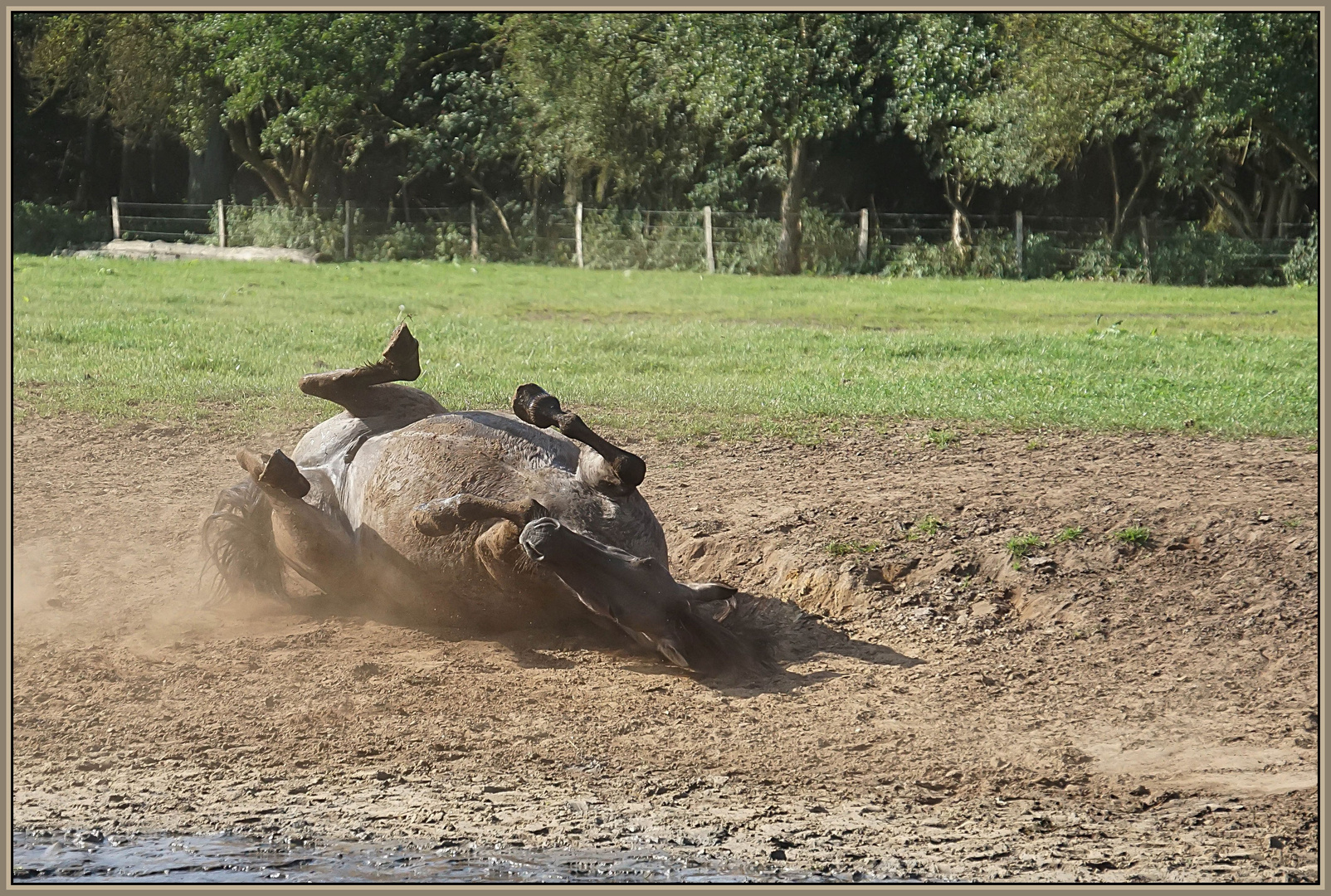 Wildpferde im Merfelder Bruch