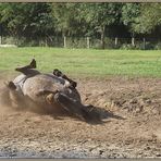 Wildpferde im Merfelder Bruch