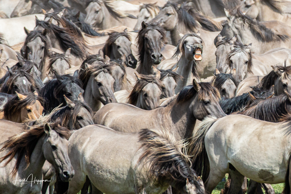 Wildpferde im Merfelder Bruch