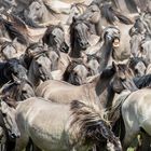 Wildpferde im Merfelder Bruch