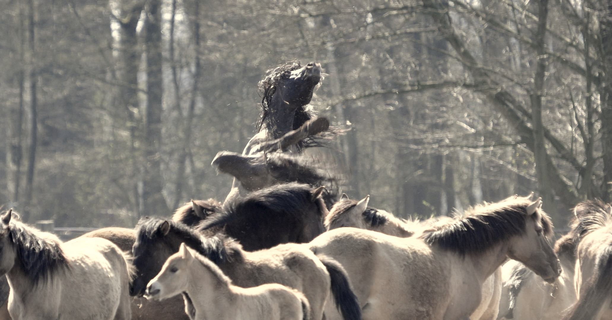 Wildpferde im Merfelder Bruch 2