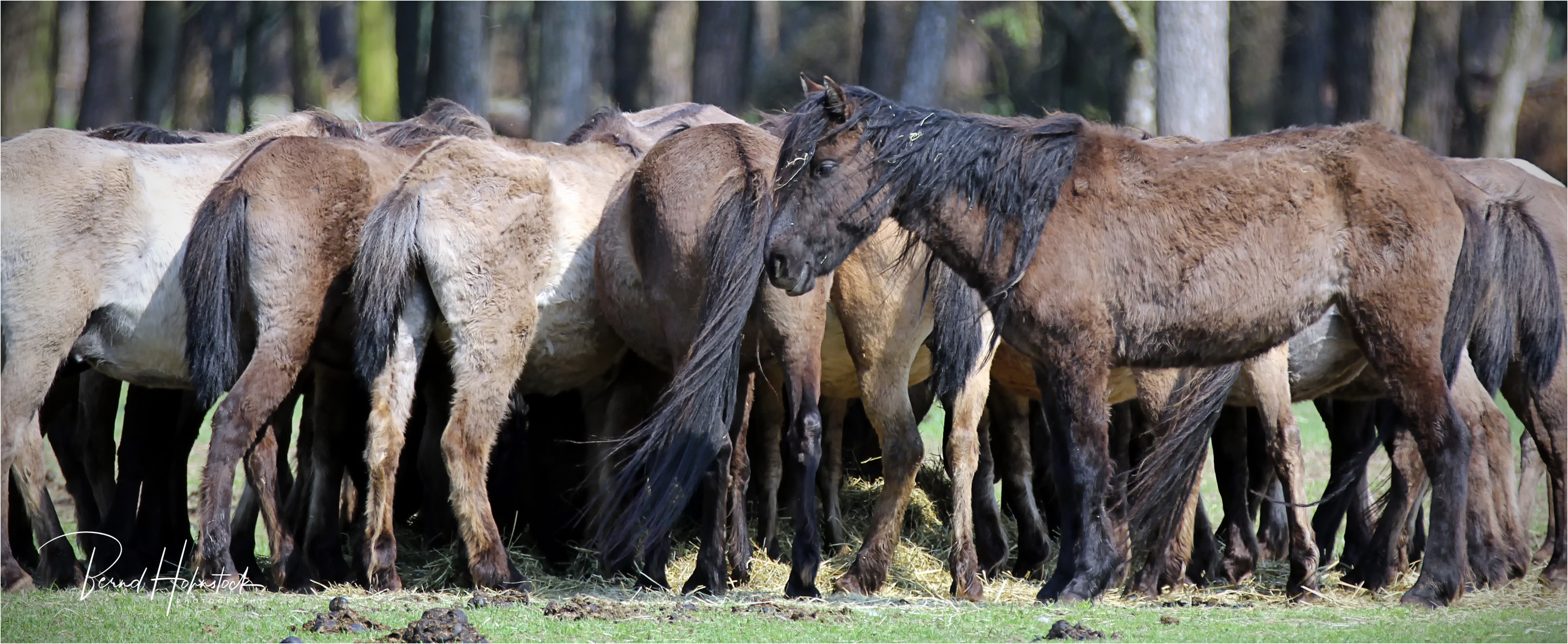 Wildpferde im Merfelder Bruch ....