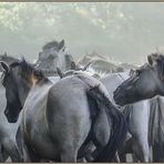 Wildpferde im Merfelder Bruch