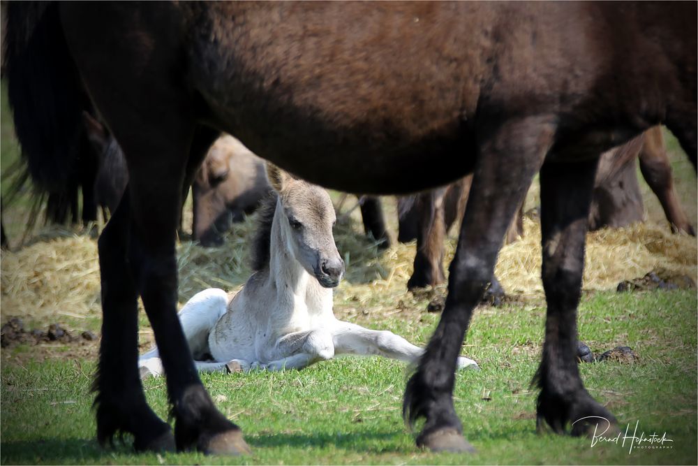 Wildpferde im Merfelder Bruch ....