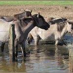 Wildpferde im Merfelder Bruch