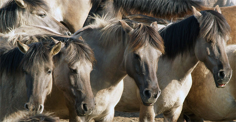 Wildpferde im Merfelder Bruch