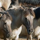 Wildpferde im Merfelder Bruch