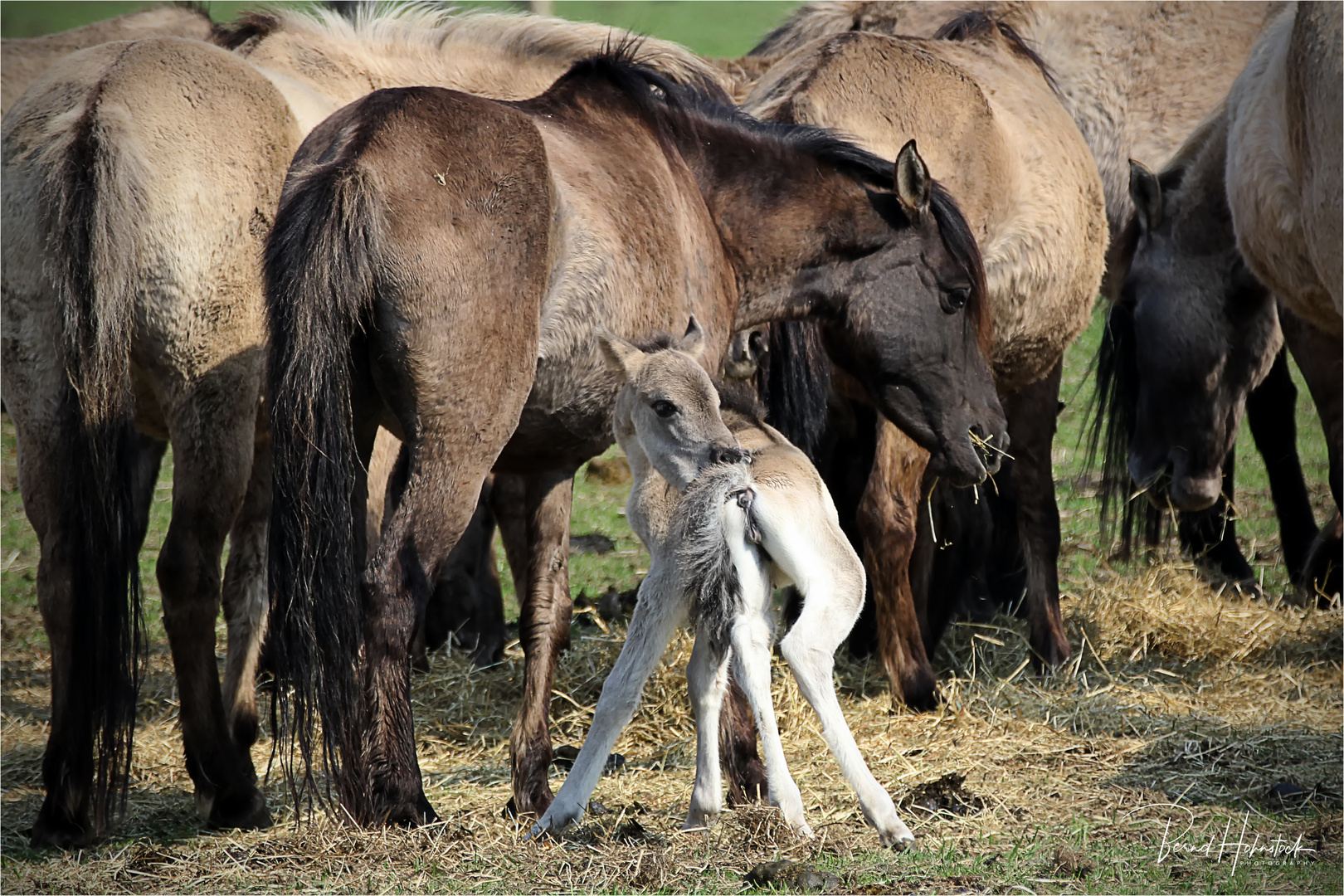 Wildpferde im Merfelder Bruch ....