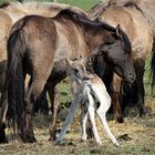 Wildpferde im Merfelder Bruch ....