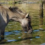 Wildpferde im Merfelder Bruch