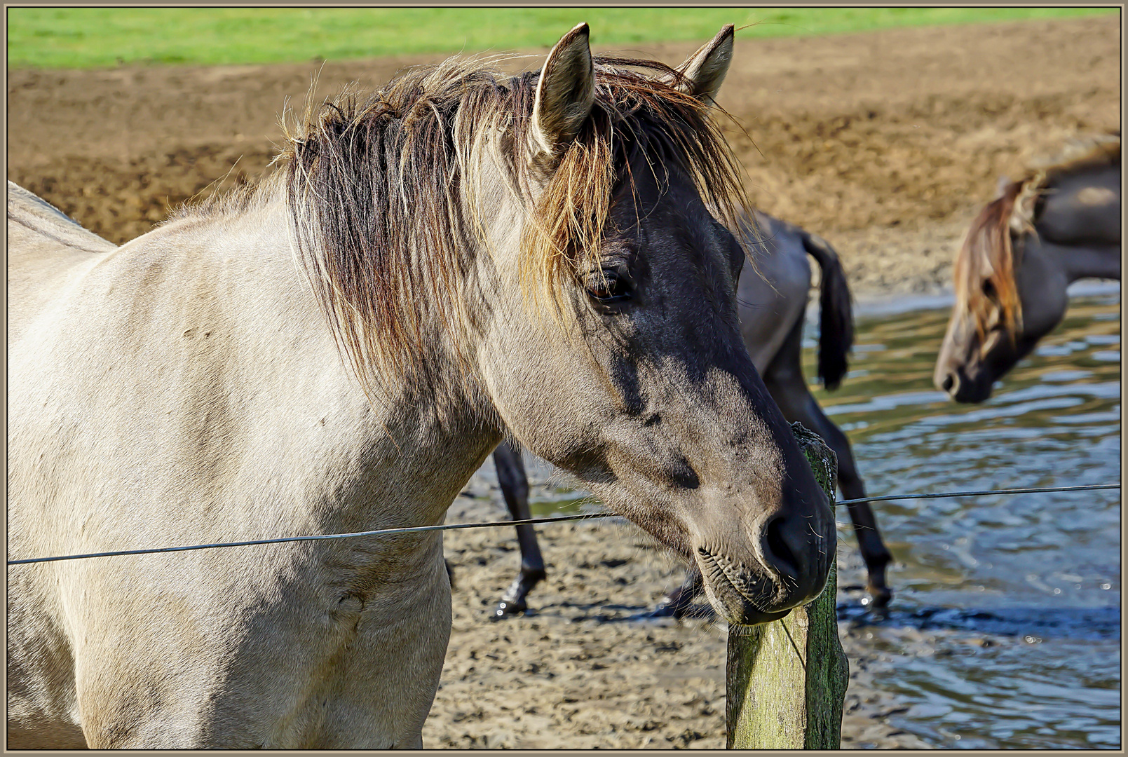 Wildpferde im Merfelder Bruch