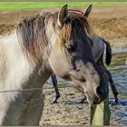 Wildpferde im Merfelder Bruch