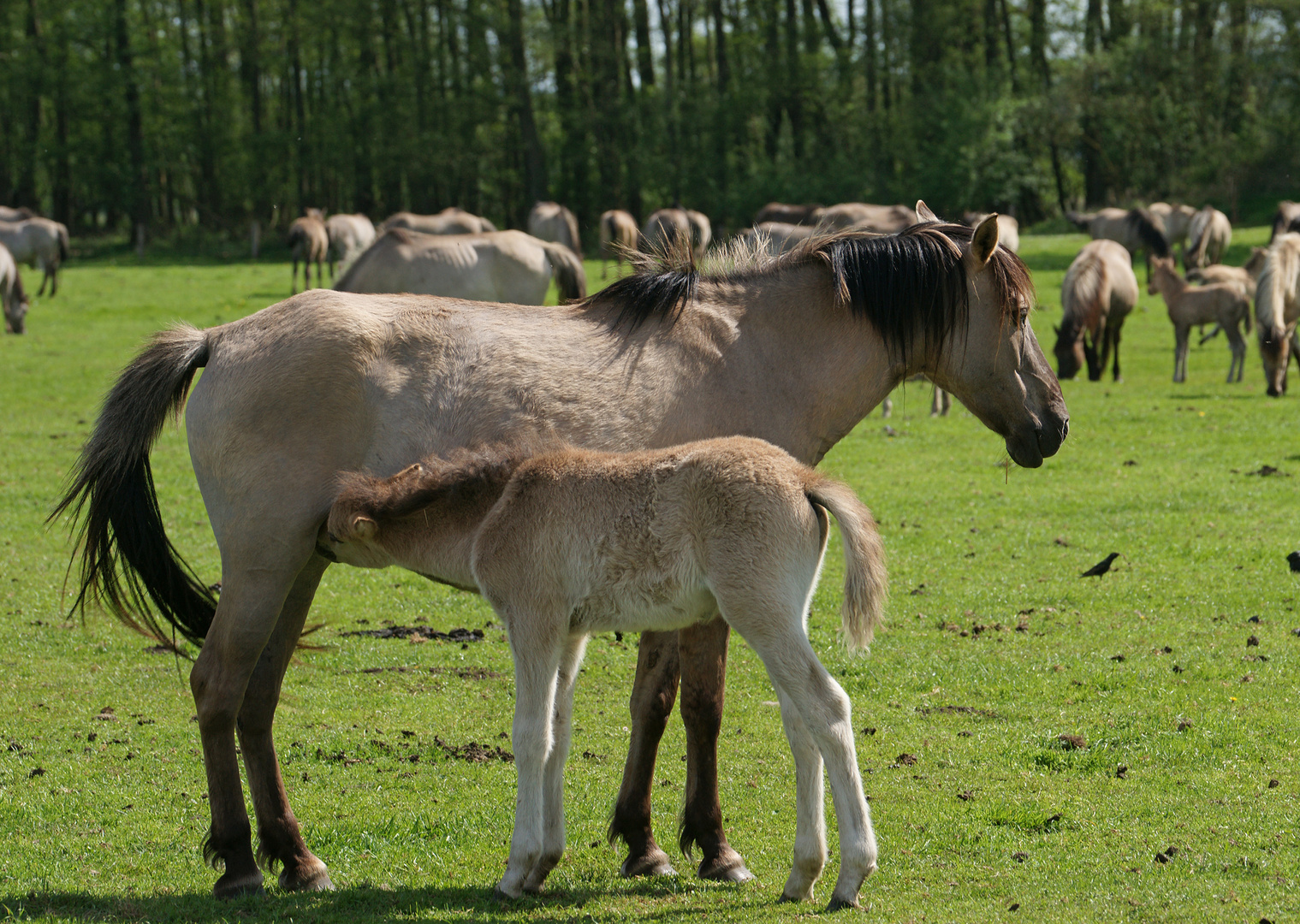 Wildpferde im Merfelder Bruch