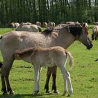 Wildpferde im Merfelder Bruch