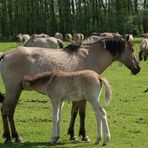 Wildpferde im Merfelder Bruch