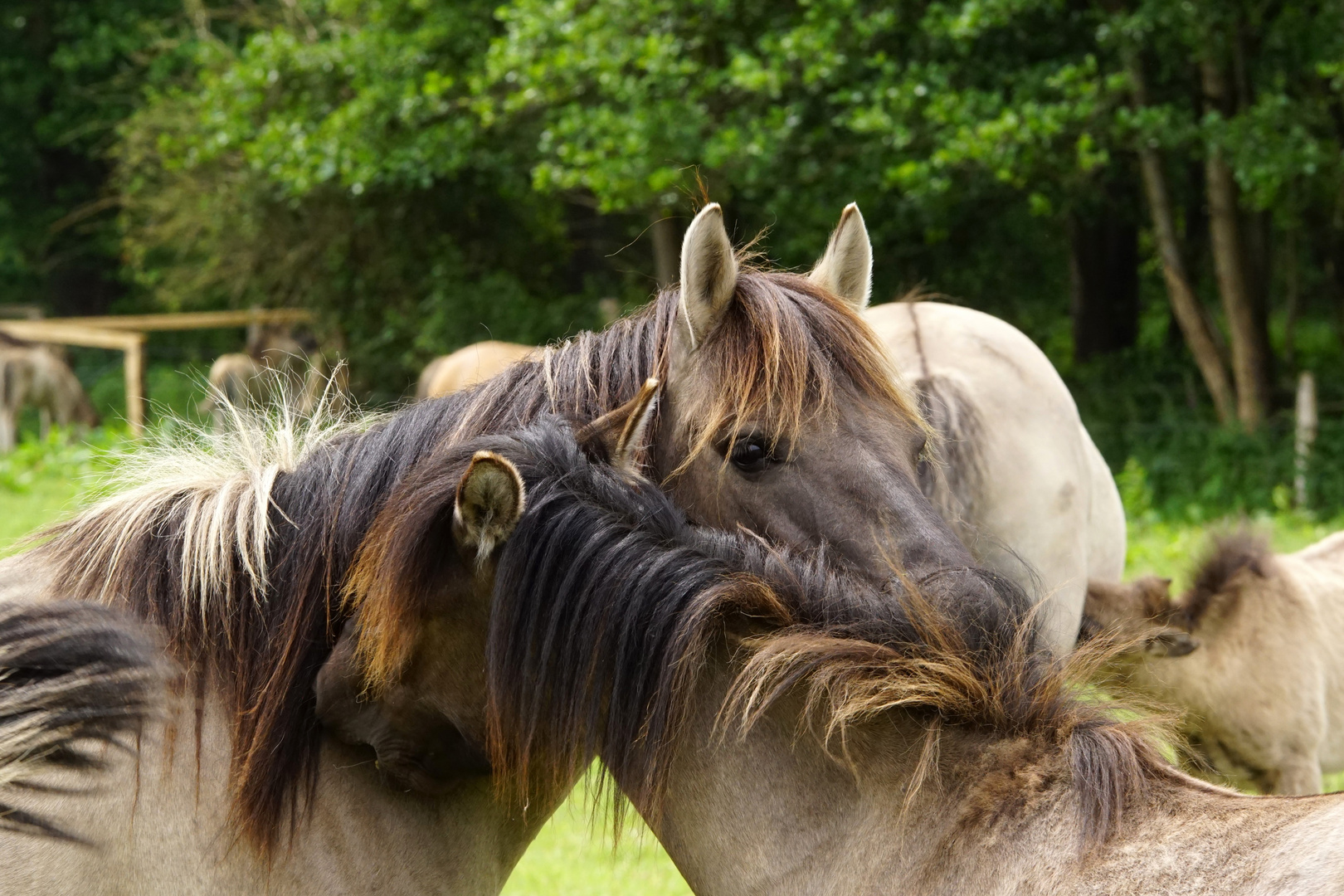 Wildpferde im Merfelder Bruch...