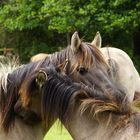 Wildpferde im Merfelder Bruch...