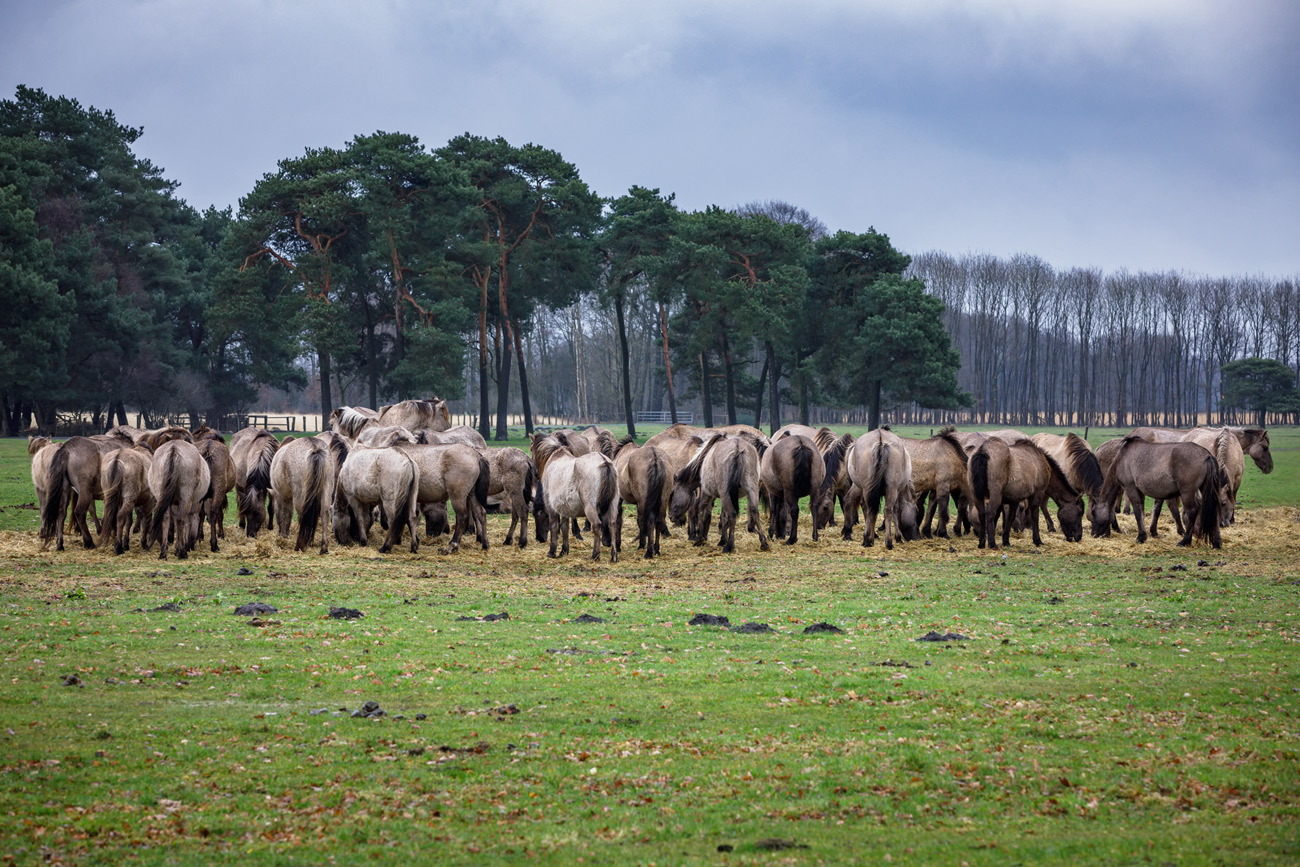 Wildpferde im Merfelder Bruch