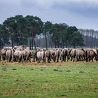 Wildpferde im Merfelder Bruch