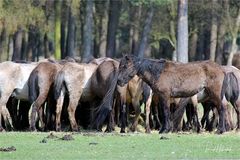 Wildpferde im Merfelder Bruch ....