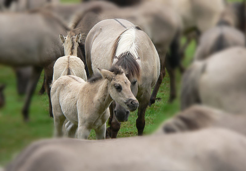 Wildpferde im Merfelder Bruch