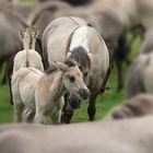 Wildpferde im Merfelder Bruch