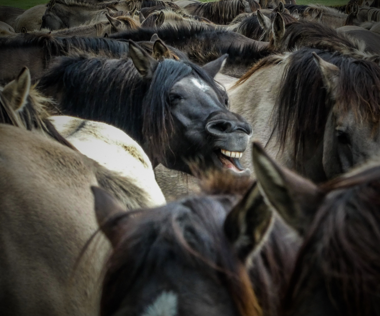 Wildpferde im Merfelder Bruch