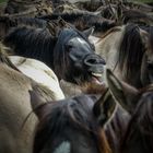 Wildpferde im Merfelder Bruch