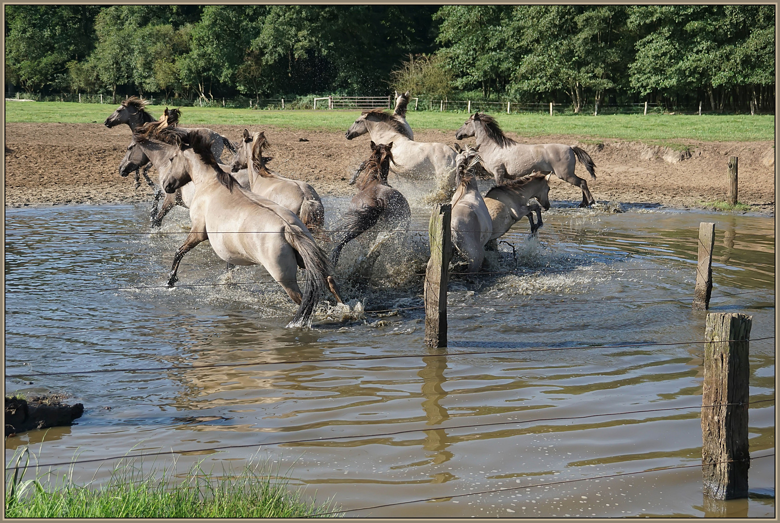 Wildpferde im Merfelder Bruch