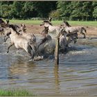 Wildpferde im Merfelder Bruch