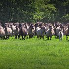 Wildpferde im Merfelder Bruch Dülmen