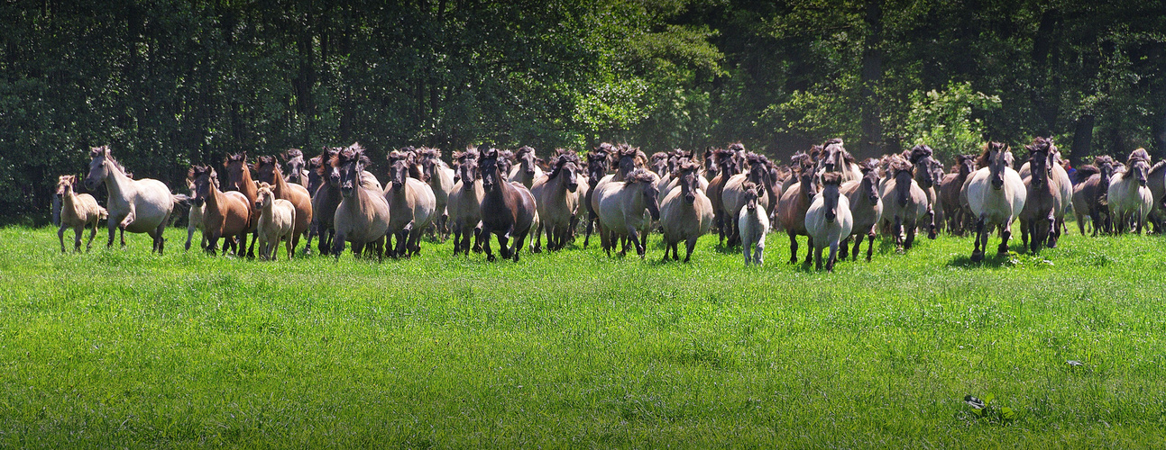 Wildpferde im Merfelder Bruch Dülmen