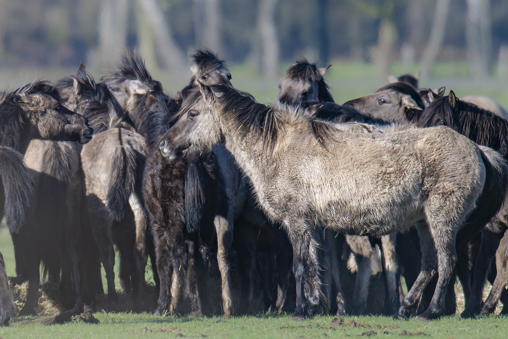 Wildpferde im Merfelder Bruch