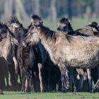 Wildpferde im Merfelder Bruch